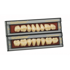 Gnathostar Lateral teeth