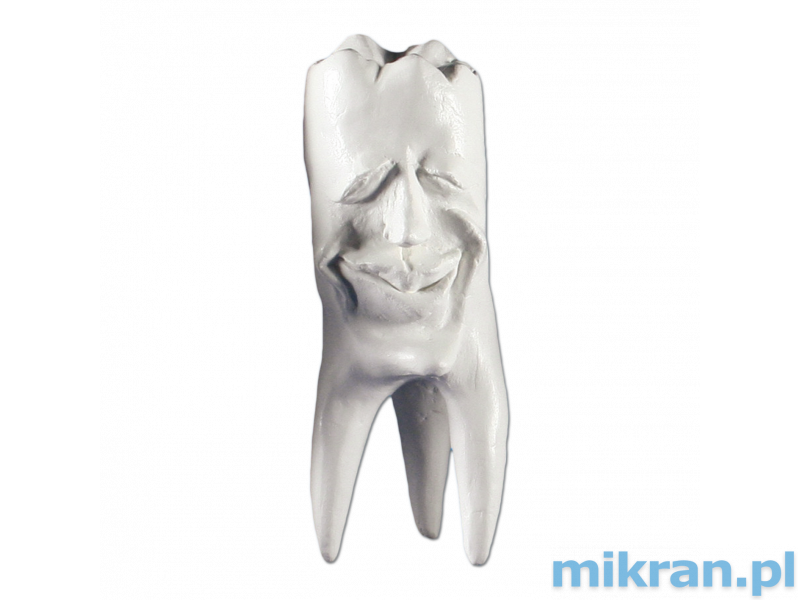Hinrichs tooth collection ''Ecki'' plaster teeth