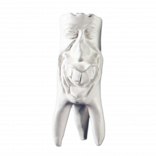 Hinrichs tooth collection ''Rudi'' plaster teeth