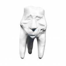 Gypsum teeth Hinrichs tooth collection '' Clement ''