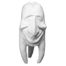 Hinrichs tooth collection ''Tommy'' plaster teeth