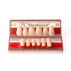 WIEDENT front teeth acc. Vity 6pcs