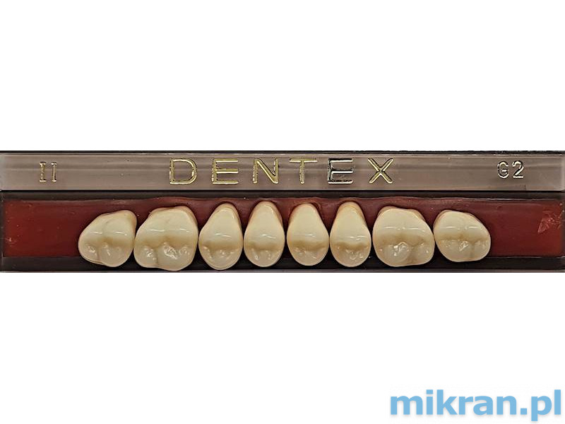 Dentex side teeth 8 pcs