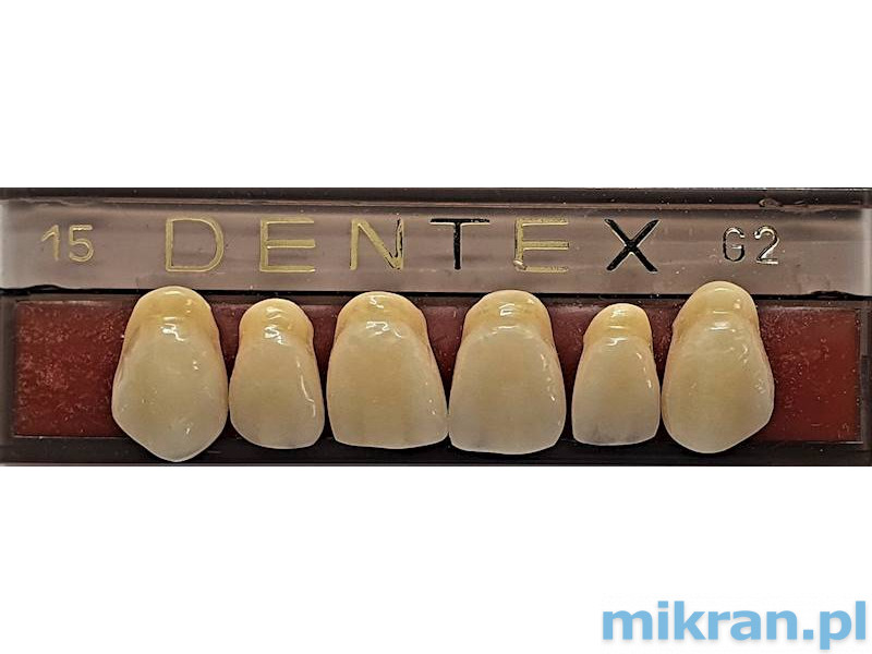 Dentex front teeth 6 pcs
