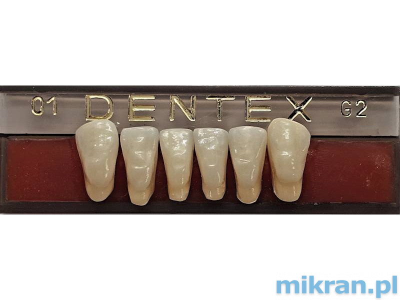 Dentex front teeth 6 pcs